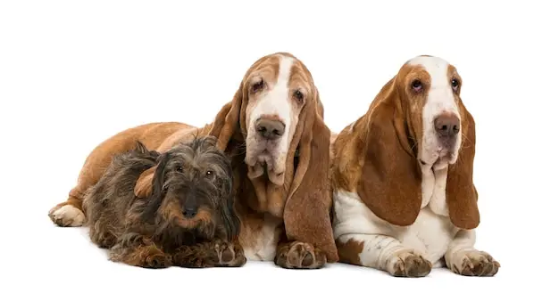 Basset Hound Doxie Mix Exploring the Basschshund