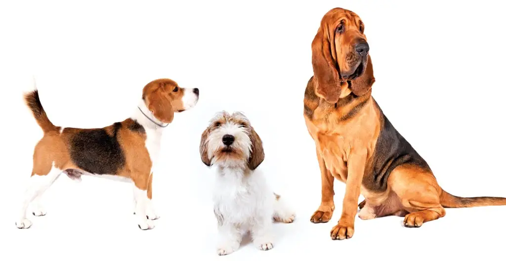 Basset Hound Doxie Mix Exploring the Basschshund