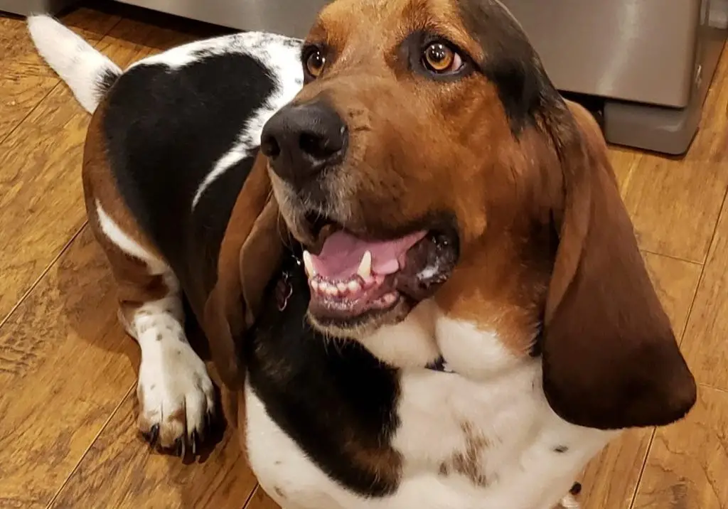 Basset Hound Doxie Mix Exploring the Basschshund