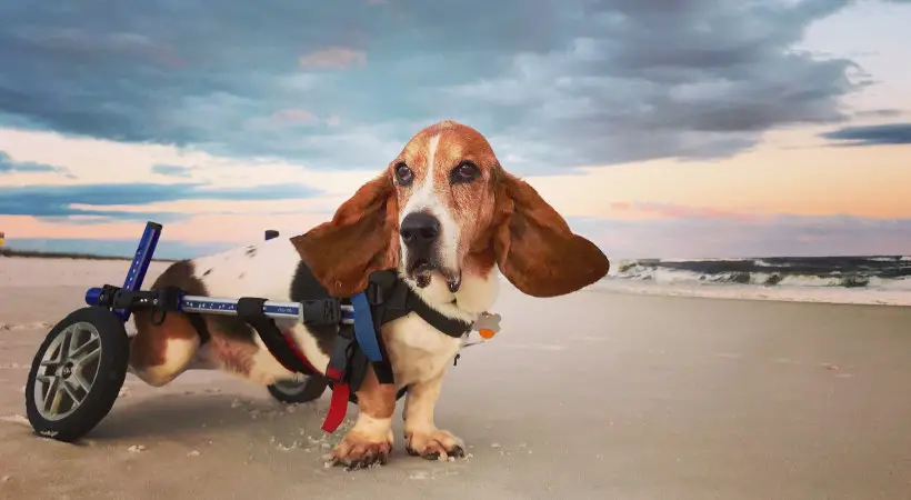 Basset Hound Doxie Mix Exploring the Basschshund