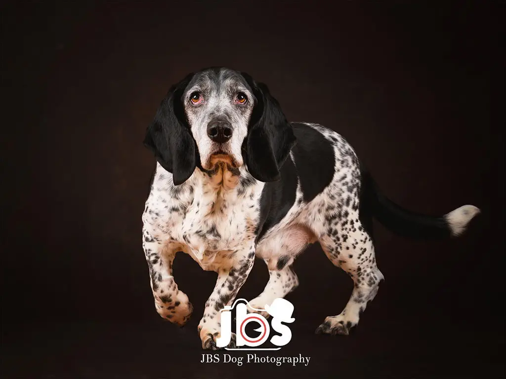Basset Hound Doxie Mix Exploring the Basschshund