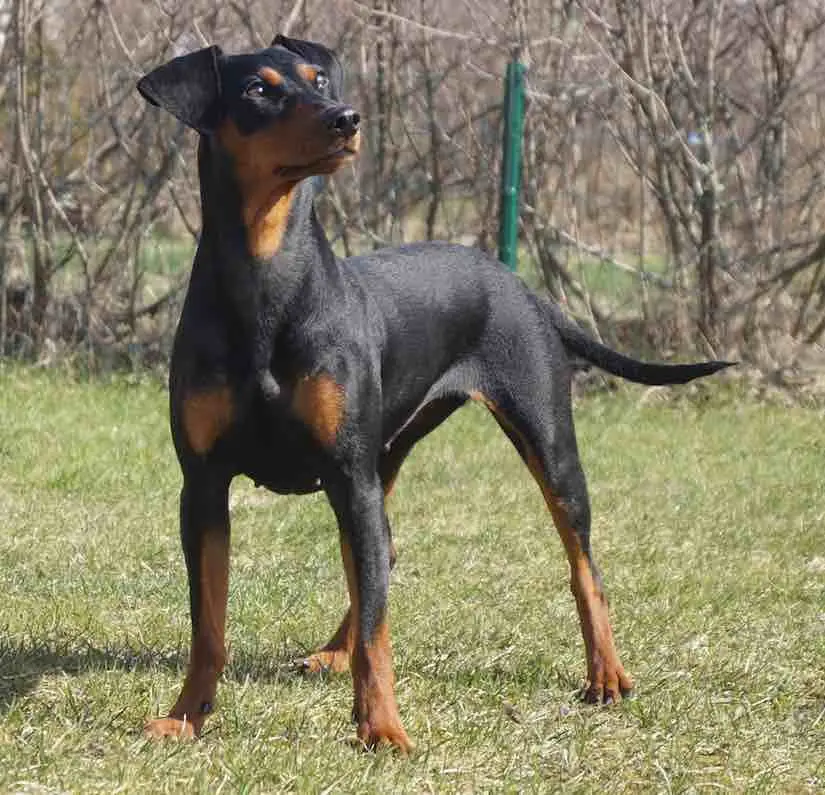 Non Sporting Dog Breeds: Characteristics, Care, and Popular Types Explained