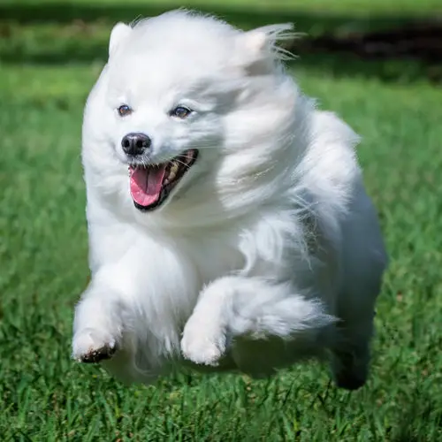 Non Sporting Dog Breeds: Characteristics, Care, and Popular Types Explained