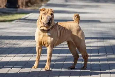 Non Sporting Dog Breeds: Characteristics, Care, and Popular Types Explained