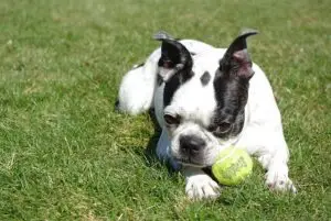 Non Sporting Dog Breeds: Characteristics, Care, and Popular Types Explained