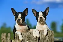 Non Sporting Dog Breeds: Characteristics, Care, and Popular Types Explained