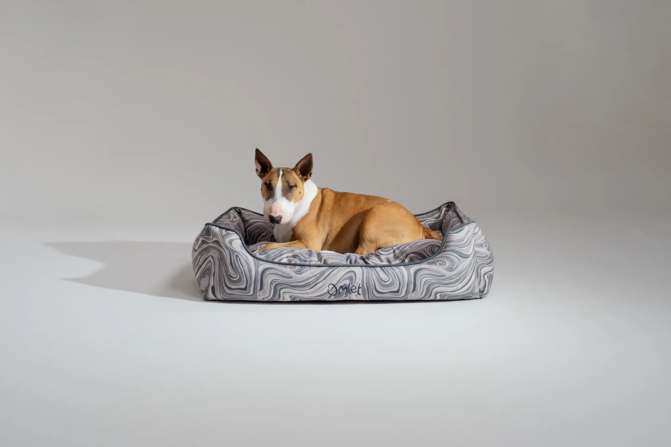 Non Sporting Dog Breeds: Characteristics, Care, and Popular Types Explained