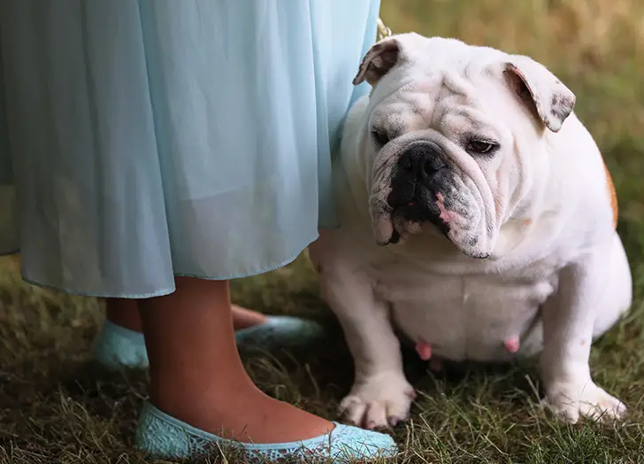 Non Sporting Dog Breeds: Characteristics, Care, and Popular Types Explained