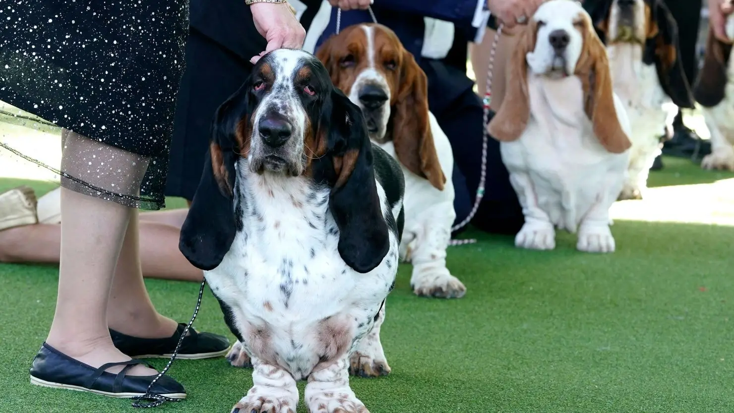 Non Sporting Dog Breeds: Characteristics, Care, and Popular Types Explained