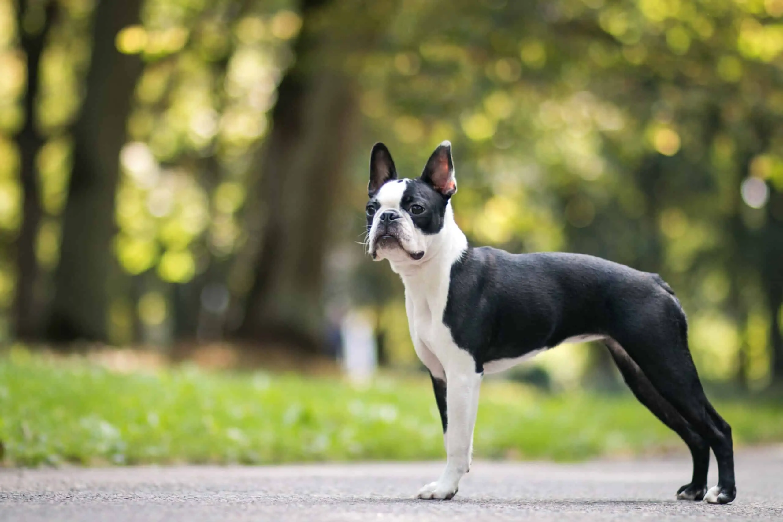 Non Sporting Dog Breeds: Characteristics, Care, and Popular Types Explained