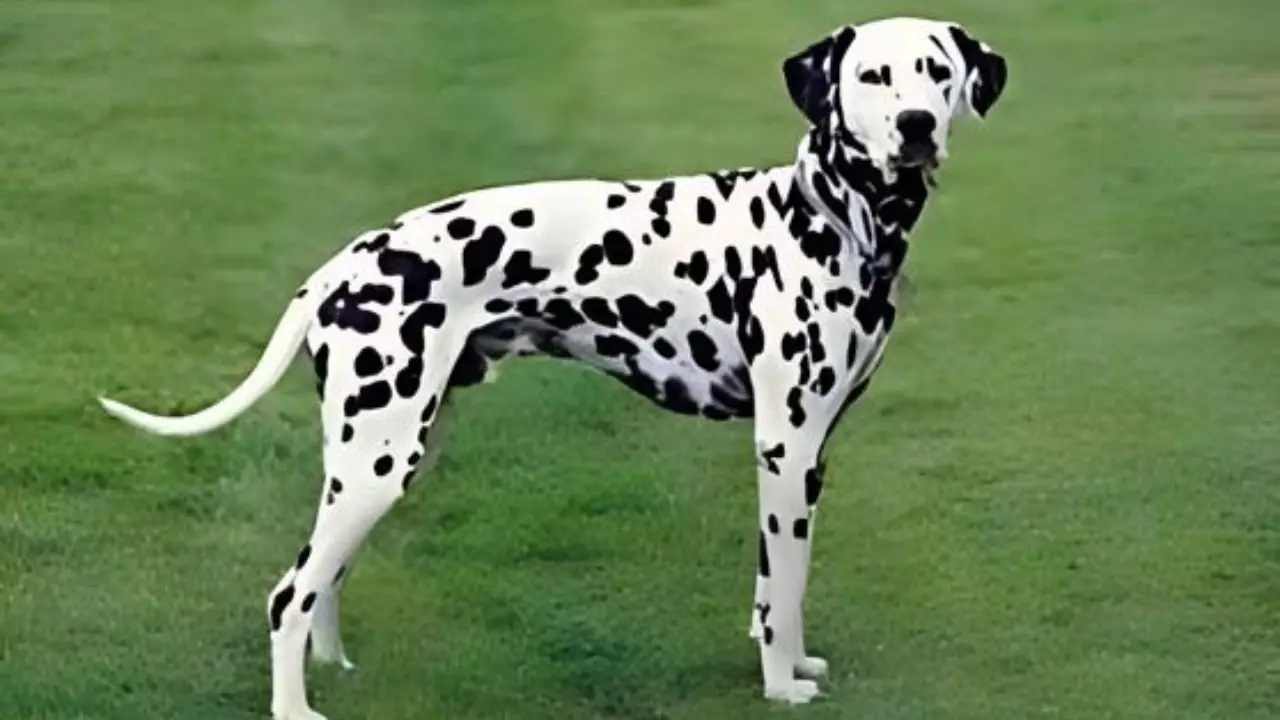 Non Sporting Dog Breeds: Characteristics, Care, and Popular Types Explained