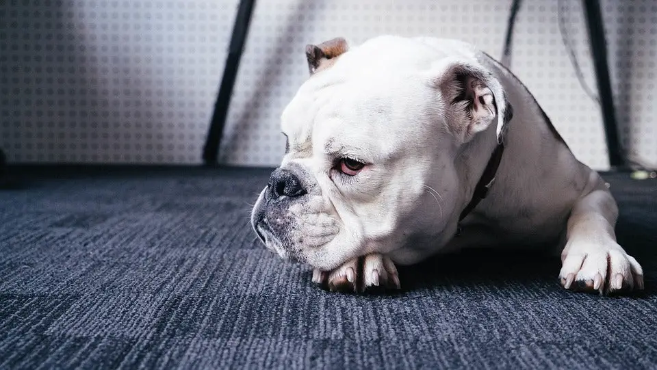 Non Sporting Dog Breeds: Characteristics, Care, and Popular Types Explained