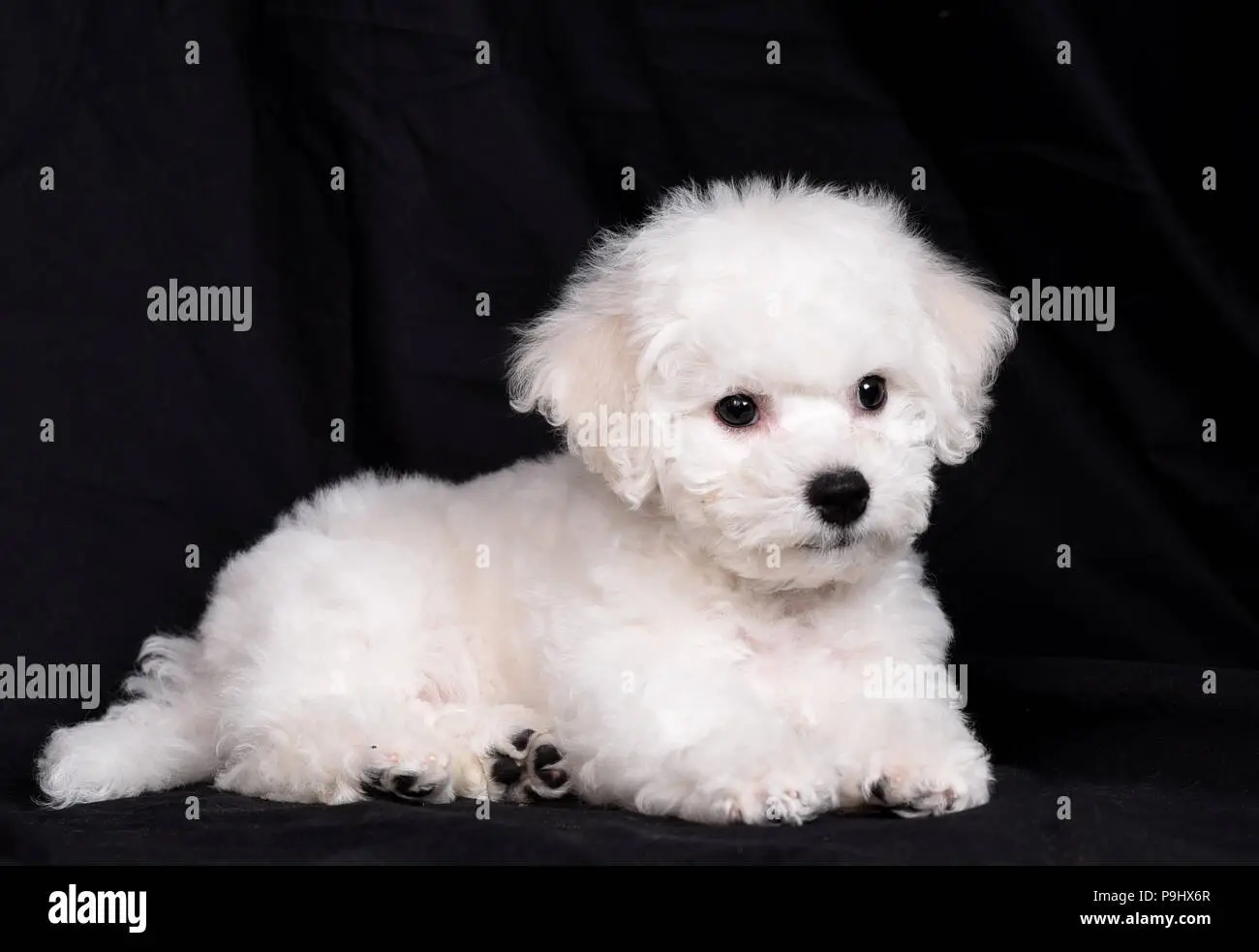 Non Sporting Dog Breeds: Characteristics, Care, and Popular Types Explained