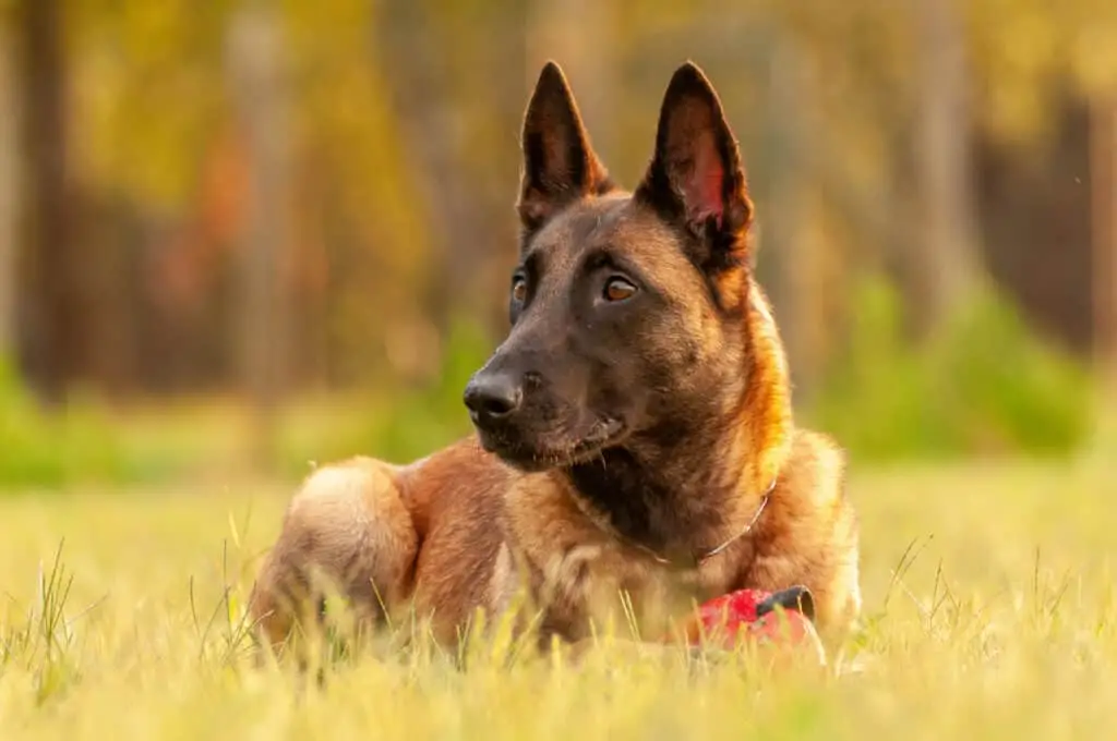 Hunting Dog Breeds That Don’t Shed: Top Choices for Clean Homes