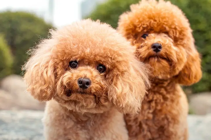 Hunting Dog Breeds That Don’t Shed: Top Choices for Clean Homes