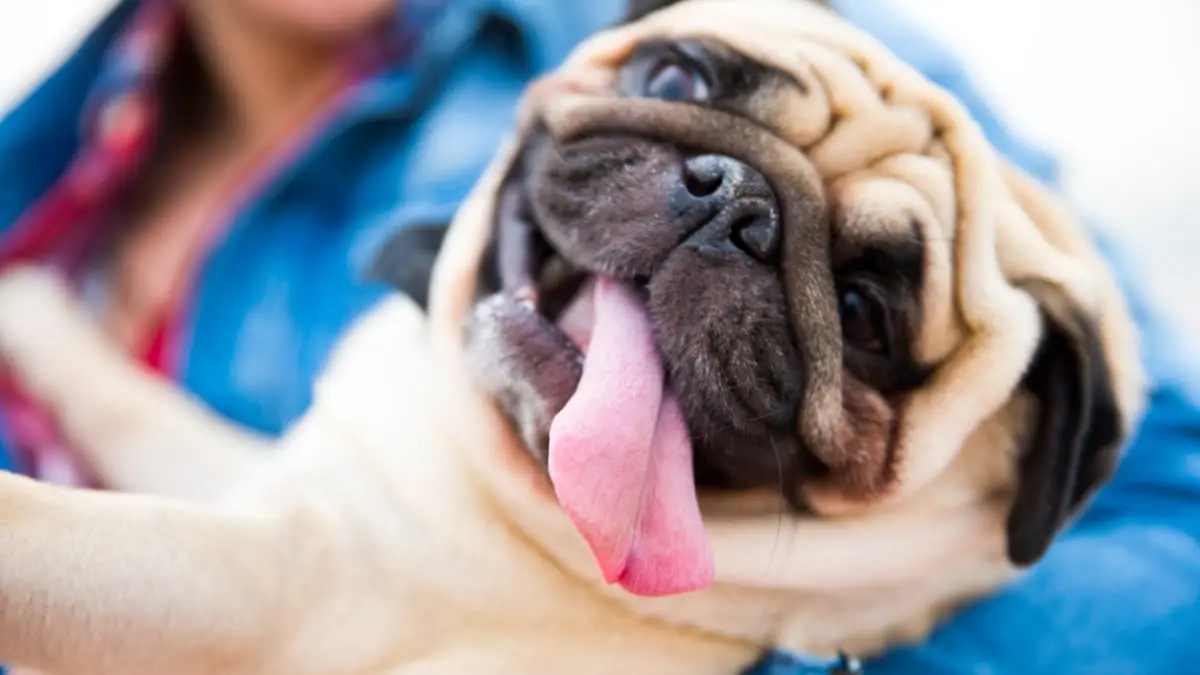 Hunting Dog Breeds That Don’t Shed: Top Choices for Clean Homes