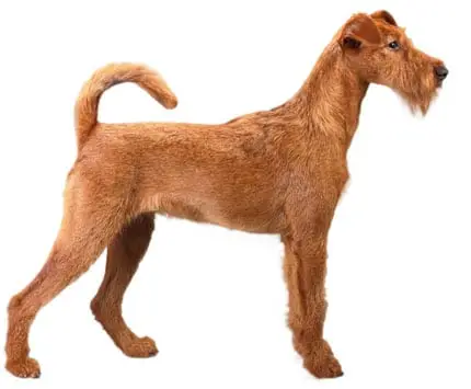Hunting Dog Breeds That Don’t Shed: Top Choices for Clean Homes