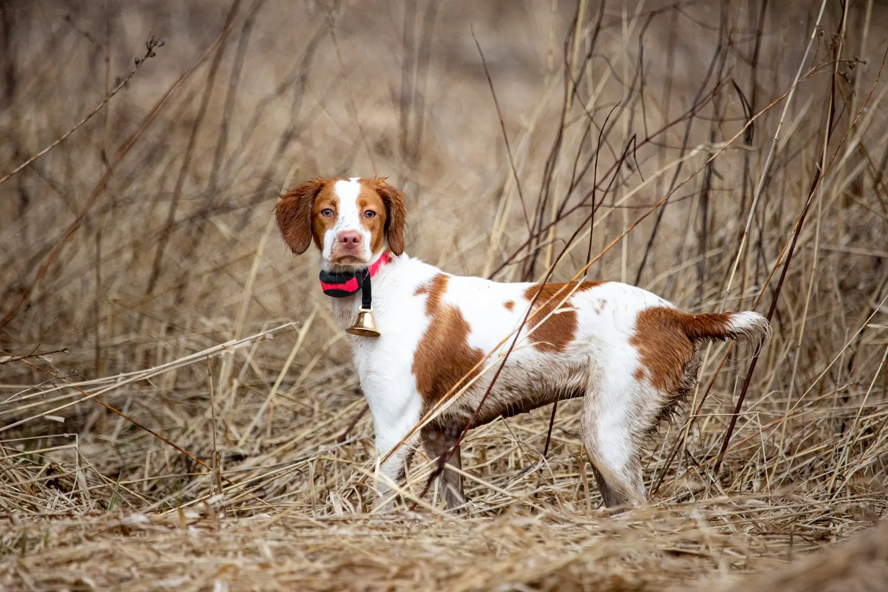 Hunting Dog Breeds That Don’t Shed: Top Choices for Clean Homes