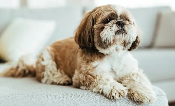 Hunting Dog Breeds That Don’t Shed: Top Choices for Clean Homes