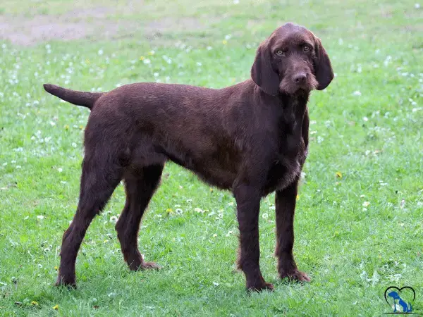 Hunting Dog Breeds That Don’t Shed: Top Choices for Clean Homes