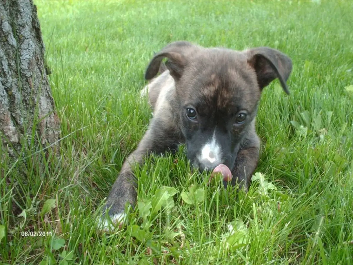 Hunting Dog Breeds That Don’t Shed: Top Choices for Clean Homes