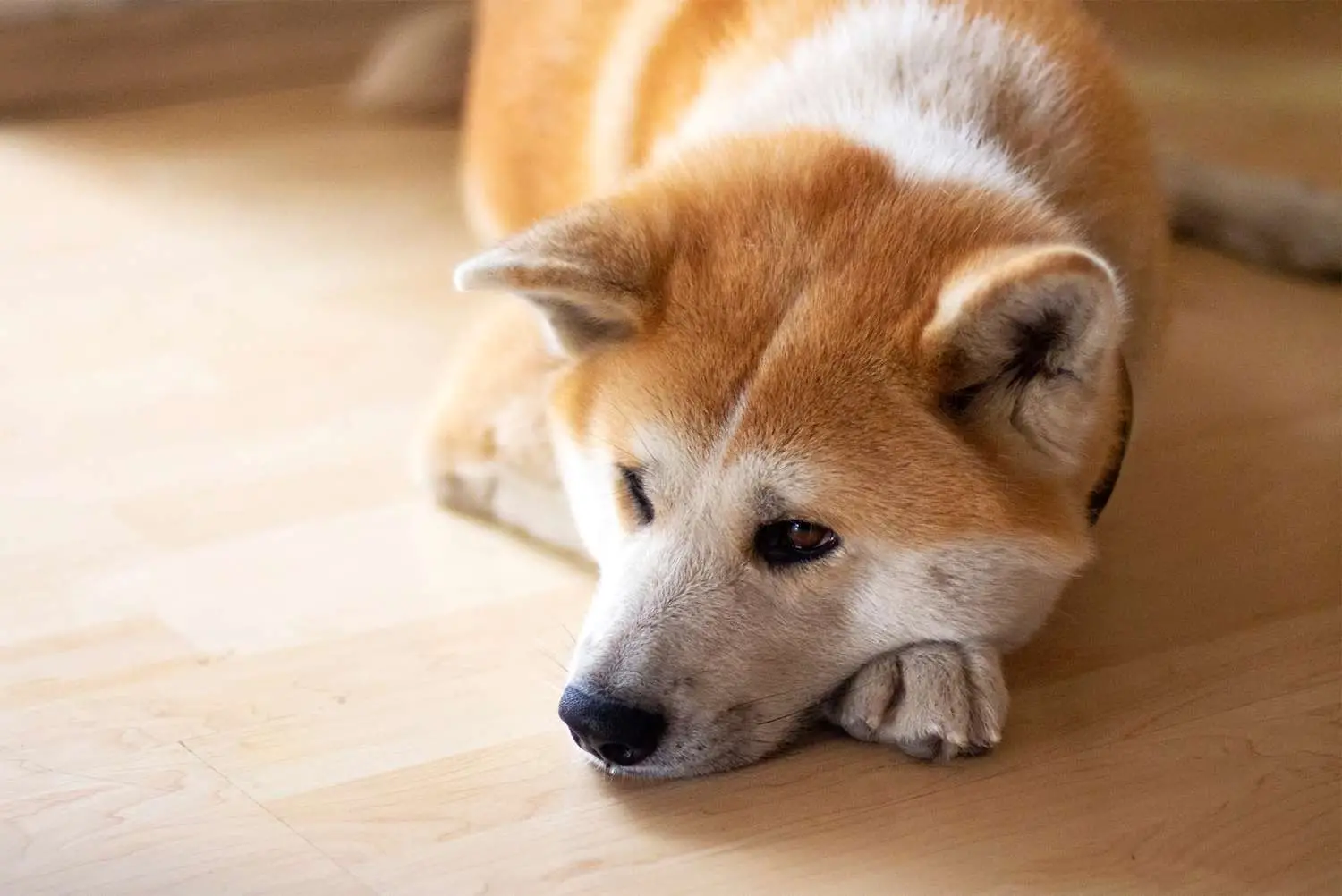 Hunting Dog Breeds That Don’t Shed: Top Choices for Clean Homes
