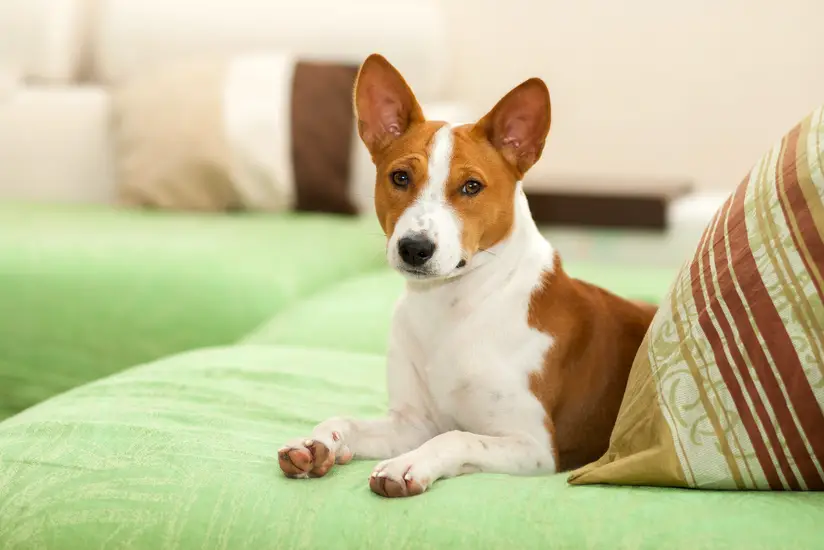 Hunting Dog Breeds That Don’t Shed: Top Choices for Clean Homes