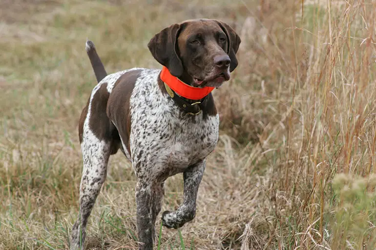 Hunting Dog Breeds That Don’t Shed: Top Choices for Clean Homes