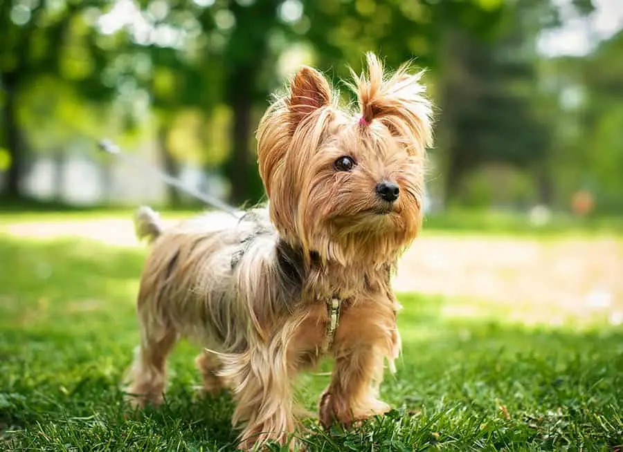 Best Hunting Dogs That Don’t Shed: Top Breeds for Clean Outdoor Companions