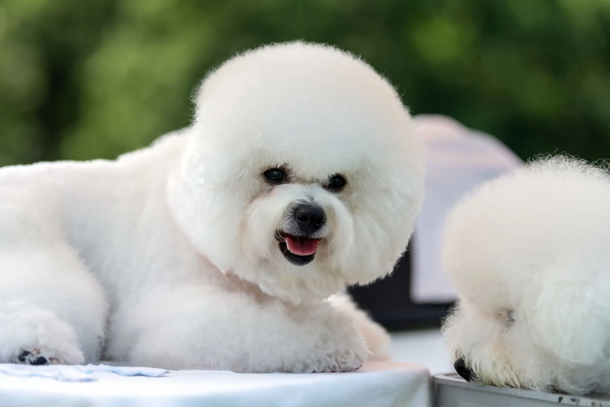Best Hunting Dogs That Don’t Shed: Top Breeds for Clean Outdoor Companions