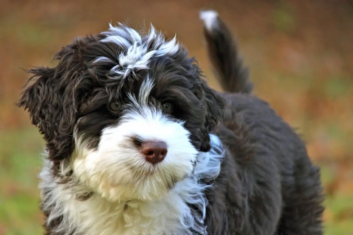 Best Hunting Dogs That Don’t Shed: Top Breeds for Clean Outdoor Companions