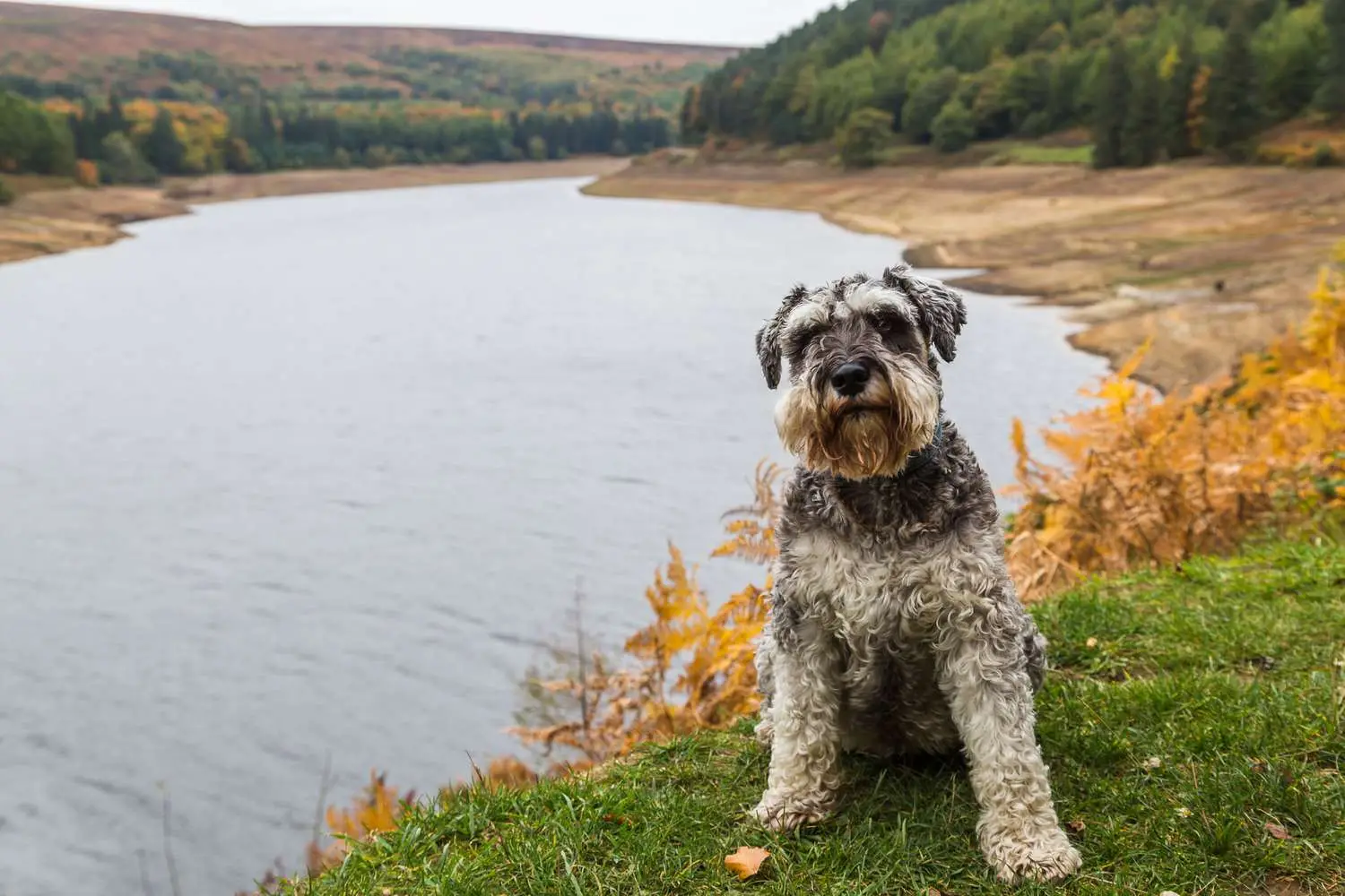Best Hunting Dogs That Don’t Shed: Top Breeds for Clean Outdoor Companions