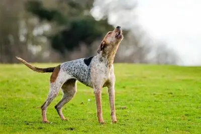 Non Sporting Group Breeds: Unique Traits and Characteristics Explained