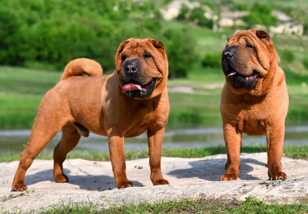 Non Sporting Group Breeds: Unique Traits and Characteristics Explained