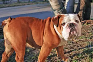 Non Sporting Group Breeds: Unique Traits and Characteristics Explained