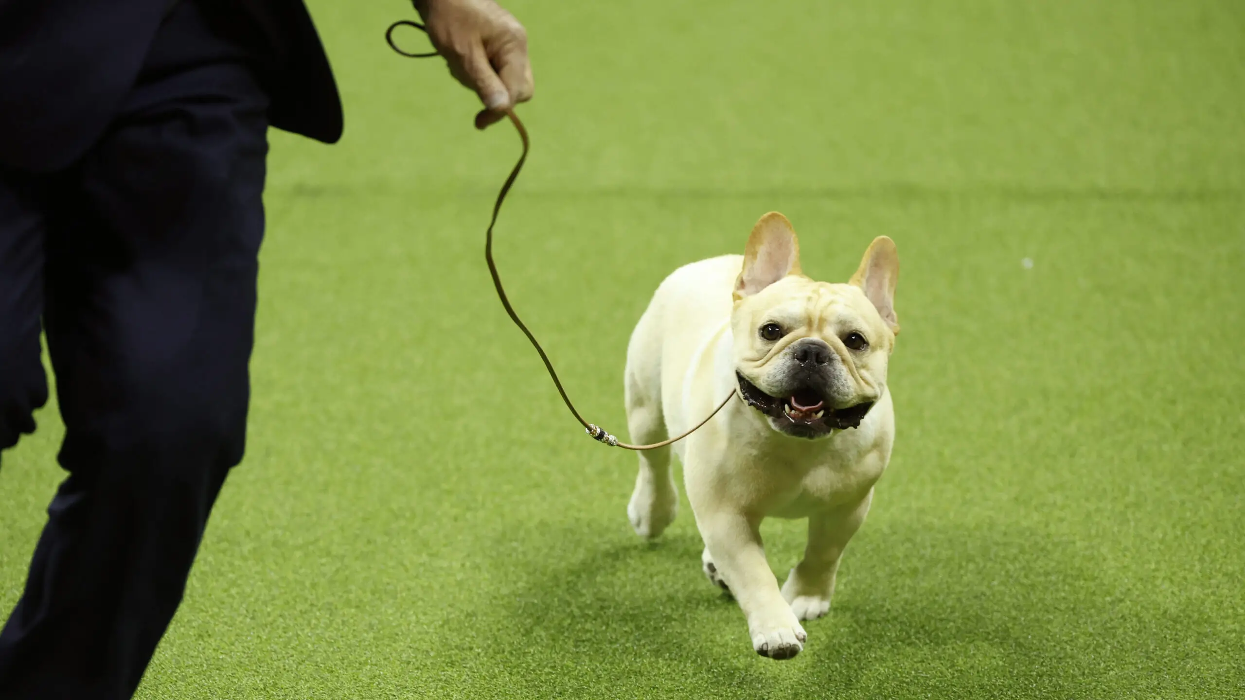 Non Sporting Group Breeds: Unique Traits and Characteristics Explained