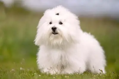 Non Sporting Group Breeds: Unique Traits and Characteristics Explained
