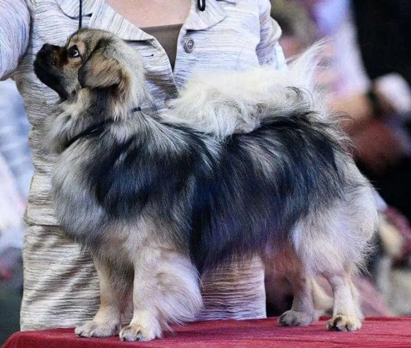 Non Sporting Group Breeds: Unique Traits and Characteristics Explained