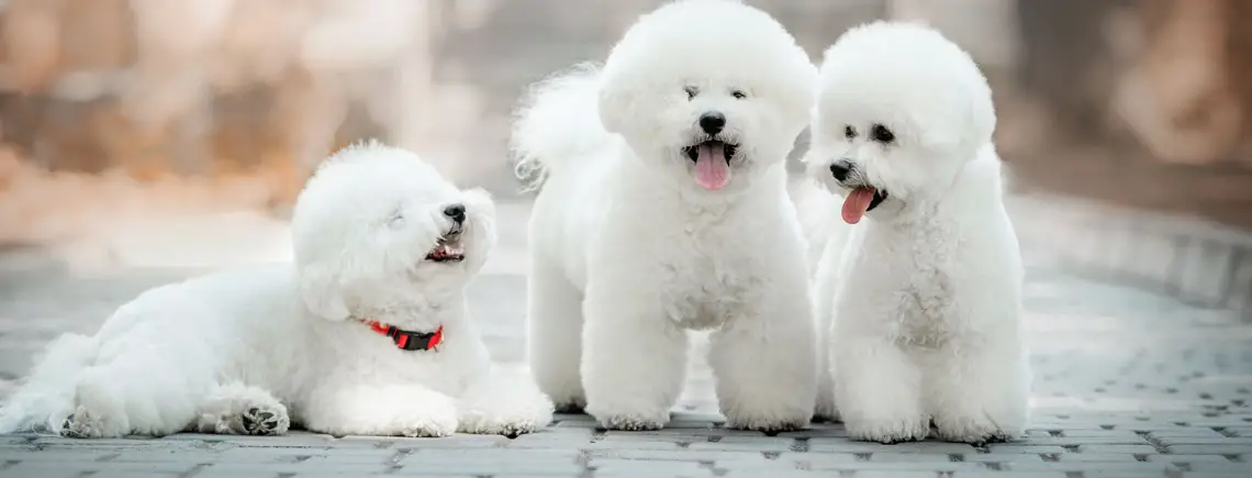 Non Sporting Group Breeds: Unique Traits and Characteristics Explained