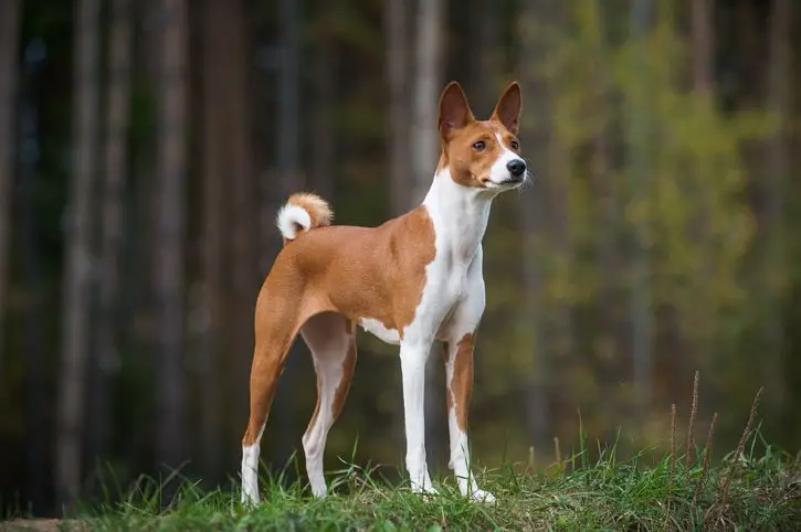 Non Sporting Group Breeds: Unique Traits and Characteristics Explained