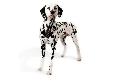 Non Sporting Group Breeds: Unique Traits and Characteristics Explained