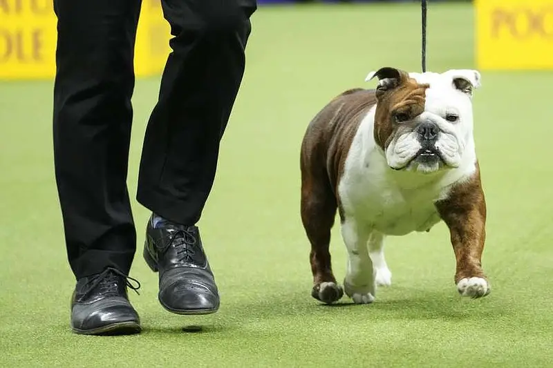 Non Sporting Group Breeds: Unique Traits and Characteristics Explained