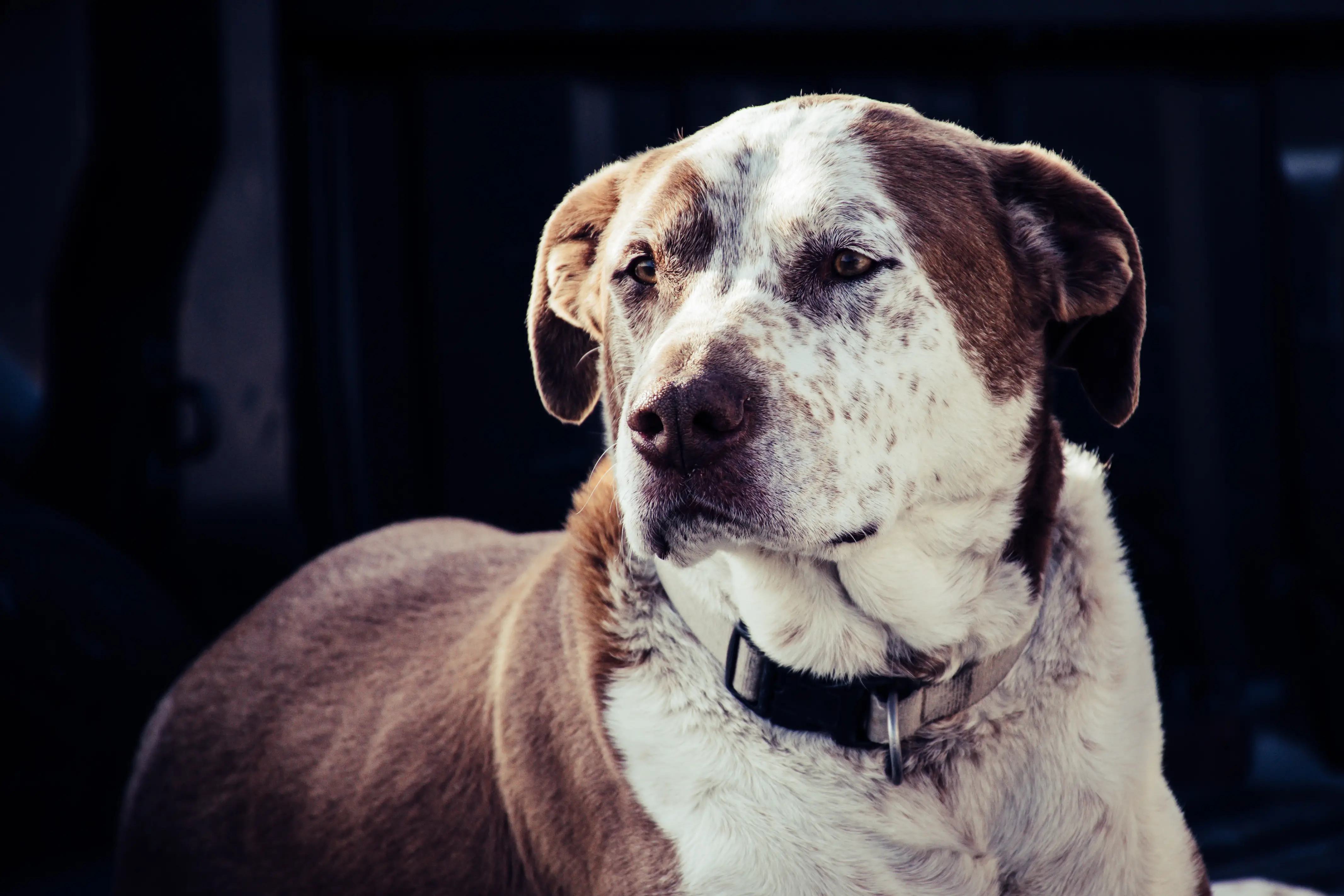 Non Sporting Group Breeds: Unique Traits and Characteristics Explained