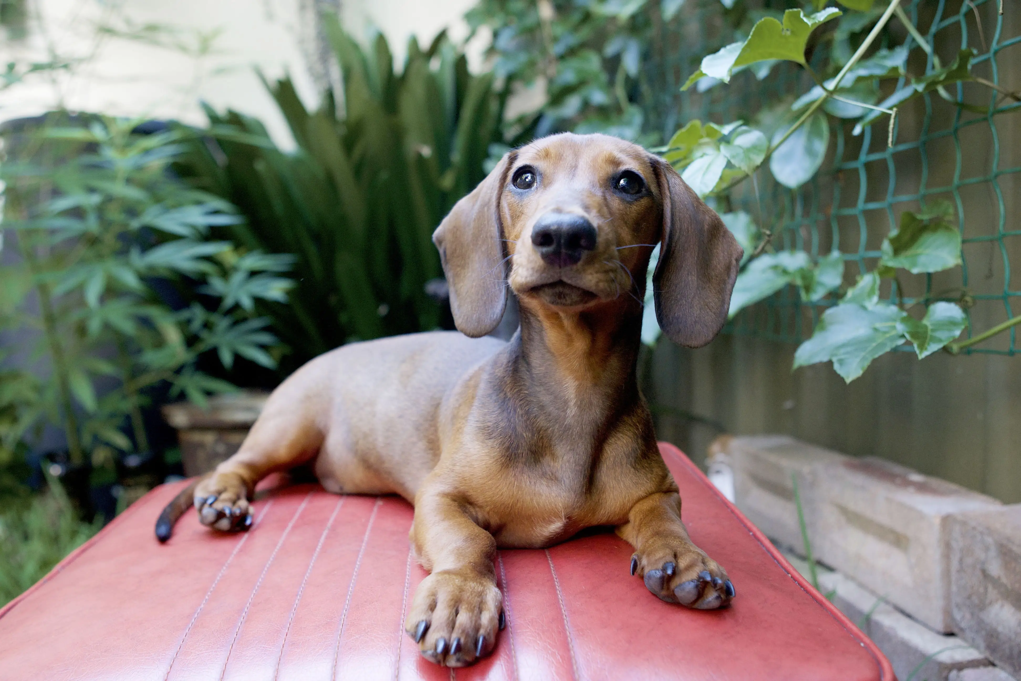 Non Sporting Group Breeds: Unique Traits and Characteristics Explained
