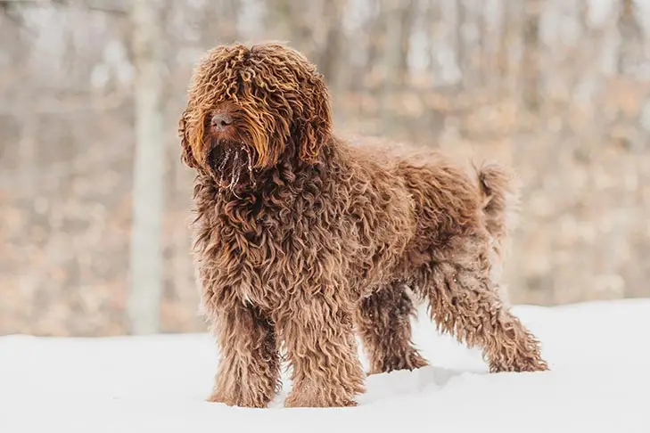 Non-Shedding Hunting Breeds: Top Choices for Allergy-Friendly Outdoor Companions