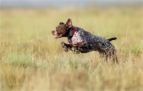 Non-Shedding Hunting Breeds: Top Choices for Allergy-Friendly Outdoor Companions