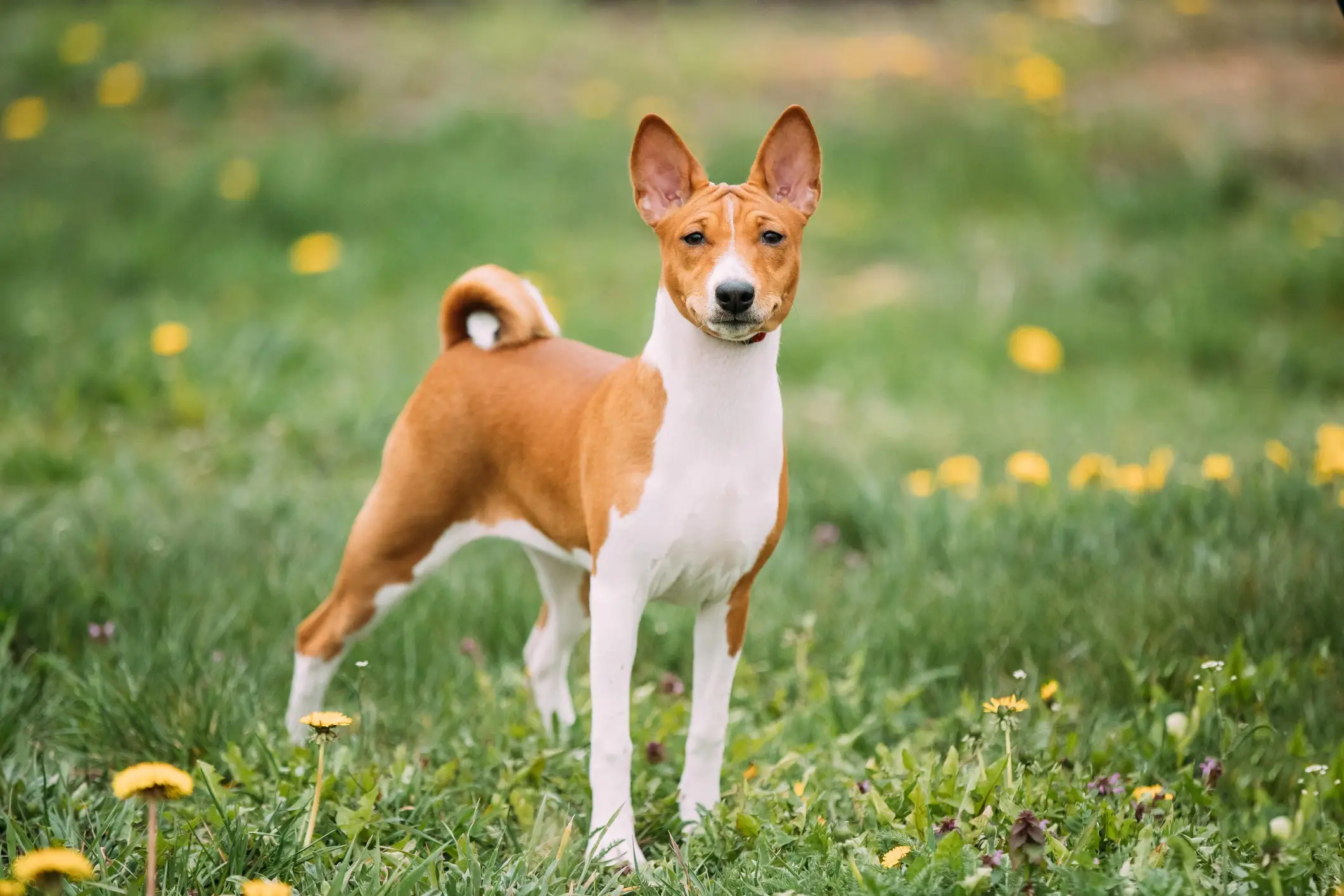 Non-Shedding Hunting Breeds: Top Choices for Allergy-Friendly Outdoor Companions