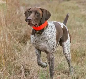 Non-Shedding Hunting Breeds: Top Choices for Allergy-Friendly Outdoor Companions