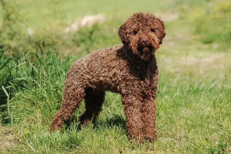 Non-Shedding Hunting Breeds: Top Choices for Allergy-Friendly Outdoor Companions