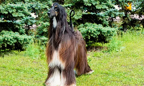 Non-Shedding Hunting Breeds: Top Choices for Allergy-Friendly Outdoor Companions